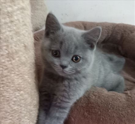 Britanska kratkodlaka, mače