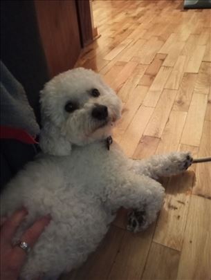 Cuvanje pasa, Vozdovac