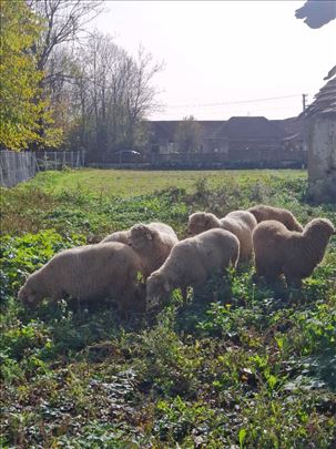 Krivovirska pramenka 