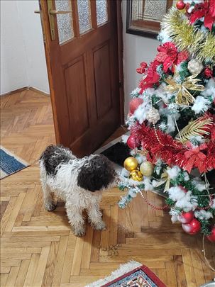 Lagoto romanjolo, mlad pas