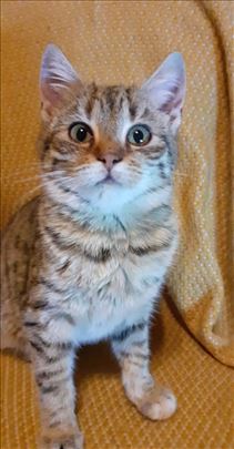 Najumiljatije mace na svetu traze domove