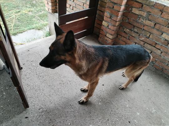 Nemački ovčar, odrastao pas