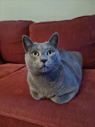 Sivkoo u potrazi za domom