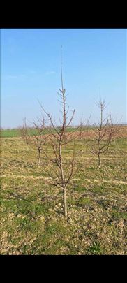 Stručna rezidba voća i vinove loze 
