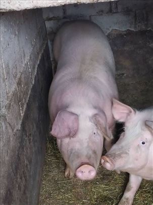 Tovljenik na prodaju