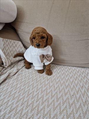 Toy pudle najsladji stenci