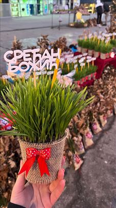 Žito i badnjaci za Božić - BESPLATNA DOSTAVA