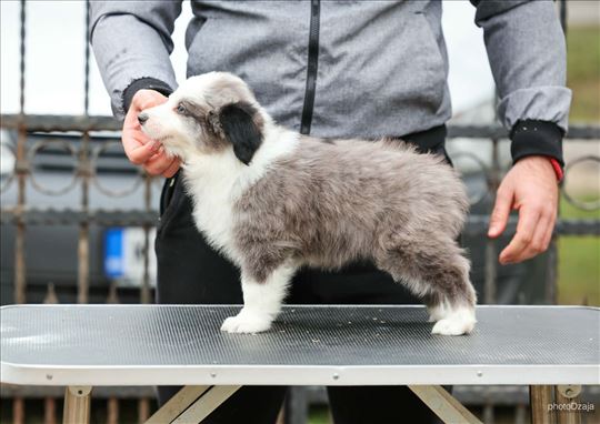 Border koli, štenci