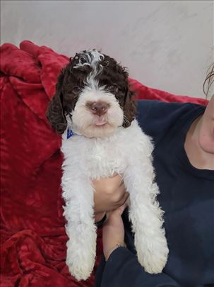 Lagoto romanjolo, štene