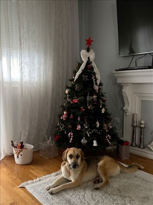 Umiljata mesanka vucjaka i labradora trazi dom