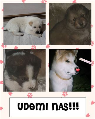 Mešanac, štene japanske Akite Poklon