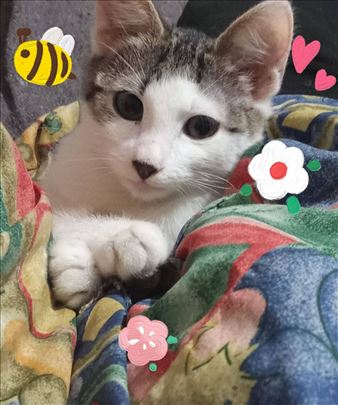 Najumiljatije mače na svetu Tigi, trazi dom u Nisu