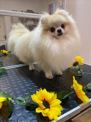 Pomeranac mini za parenje