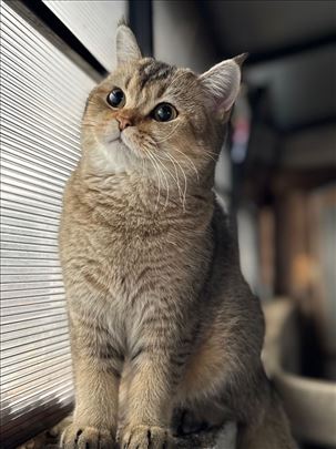 škotska, mlada mačka