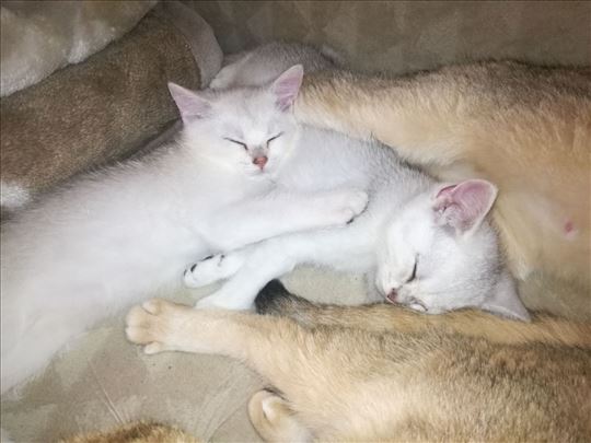 Britanska kratkodlaka, mače