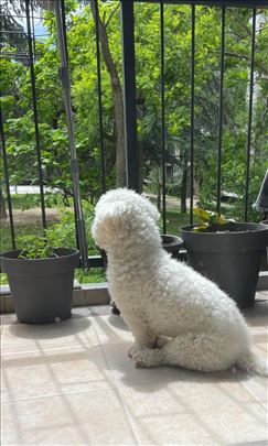 Čuvanje pasa Mirijevo