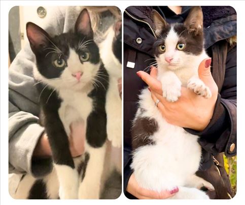 Divni mačići – udomljavanje, 3,5 meseca