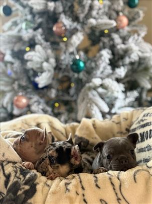 Francuski buldog, štene