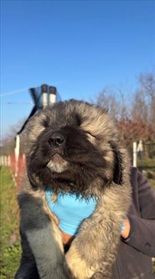 Kavkaski ovčar, štenci