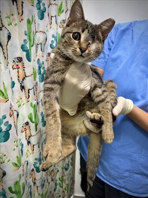 Maša tigrasto mače maca  HITNO trazi dom