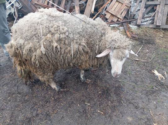 Ovce na prodaju 3komada