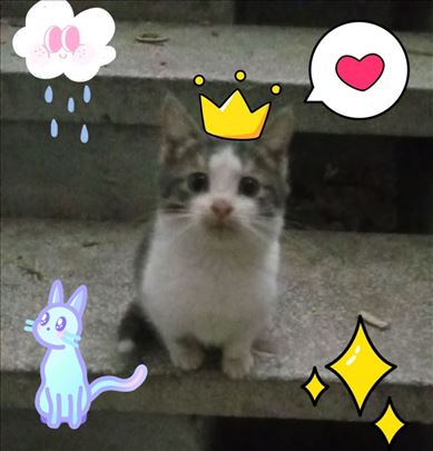 Preumiljato musko mače trazi dom u Nisu