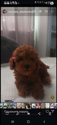 Pudla crvena toy 