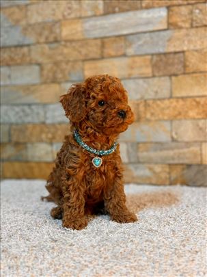 Pudla, štene,crvena toy