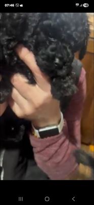 Toy Pudla, štene, crno 