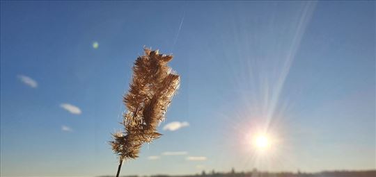 Zemljište u Čortanovcima , njiva u građ. zoni
