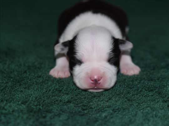 Američki stafordski terijer, štenci