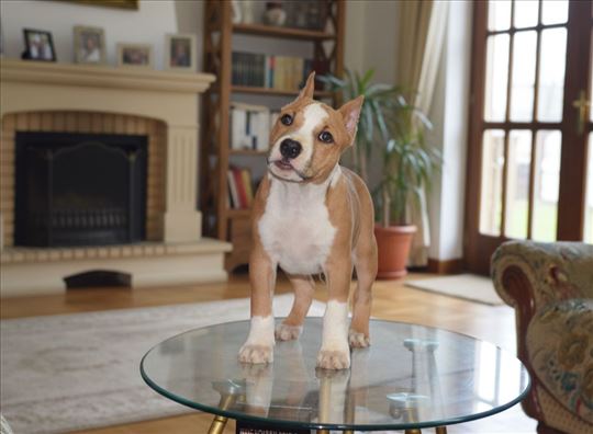 Američki stafordski terijer, štene