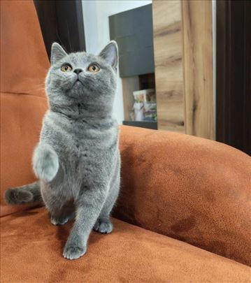 Britanska kratkodlaka, mače