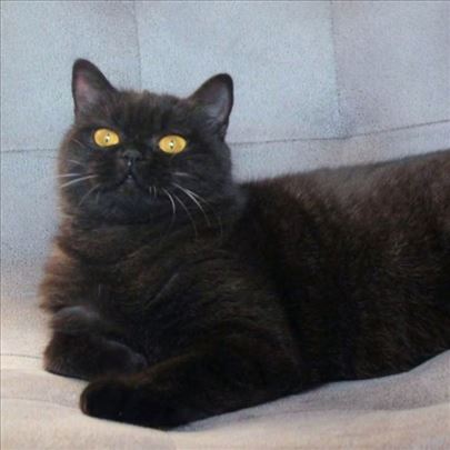 Britanska kratkodlaka mačka