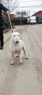 Bul terijer, slobodan za parenje 