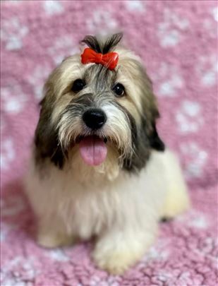 Coton de Tulear na poklon