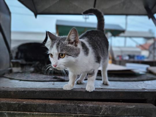 Hitno: Najumiljatija maca traži spas sa ulice!