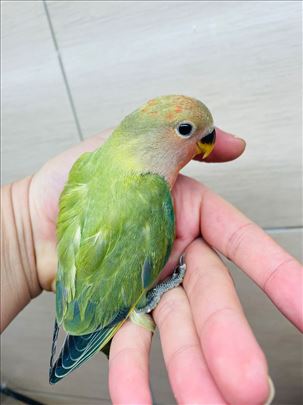 Maša ručno hranjene 