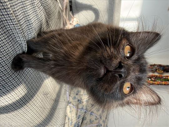 Preslatki macici na poklon