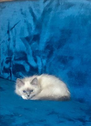 Ragdoll , mače