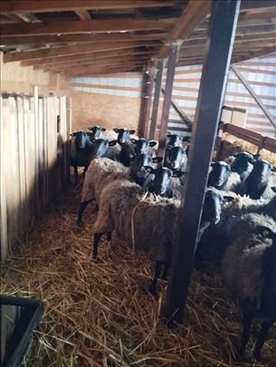 Romanovske ovce umaticene 