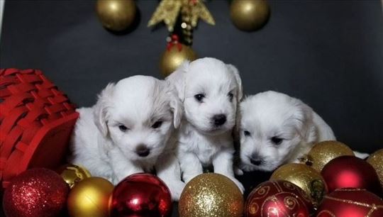 Štenci Coton de Tulear