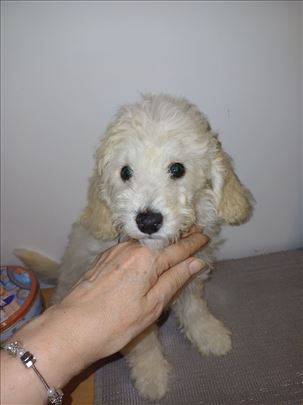 Pudla patuljasta, stene decak