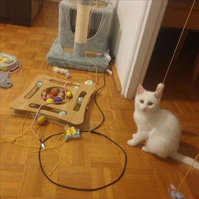 Poklanjamo umiljate mačiće i mačke, vakcinisane