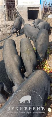 Svinje "Moravke" (prasad i tovljenici)