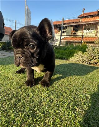 Francuski buldog, štene