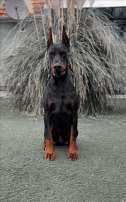 Mužjak dostupan za parenje