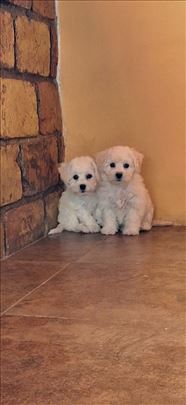 Kovrdžavi bišon, štene