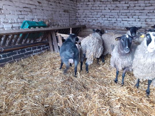 Stado romanovskih ovaca 