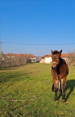 U ponudi žensko ždrebe